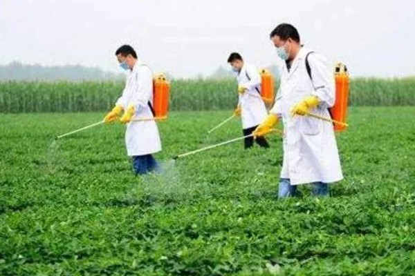 花生长出几片叶打除草剂,长出3片真叶、杂草处于2-4叶期适合打药