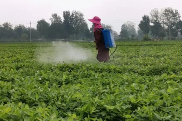 花生长出几片叶打除草剂,长出3片真叶、杂草处于2-4叶期适合打药