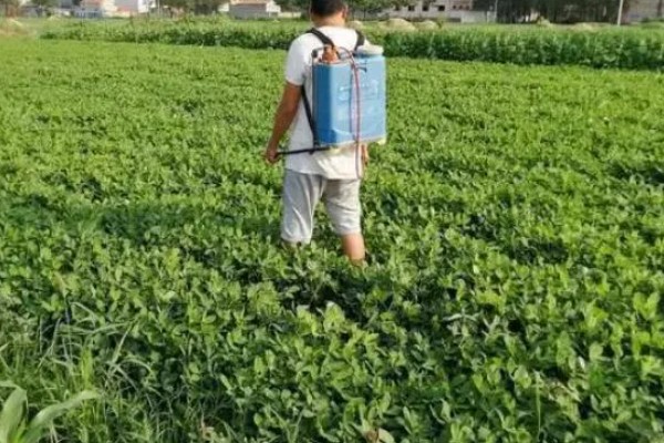 花生长出几片叶打除草剂,长出3片真叶、杂草处于2-4叶期适合打药