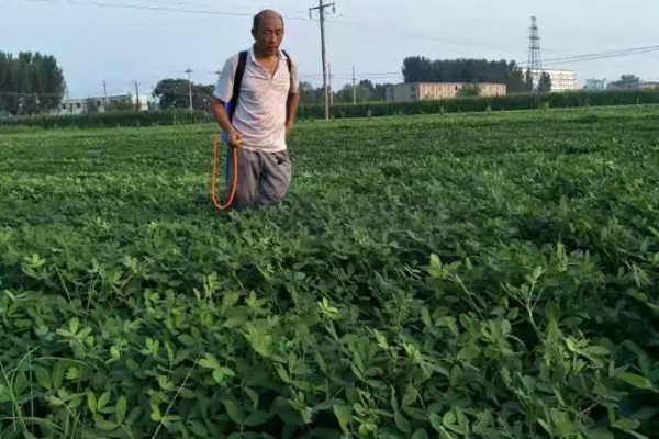 花生长出几片叶打除草剂,长出3片真叶、杂草处于2-4叶期适合打药