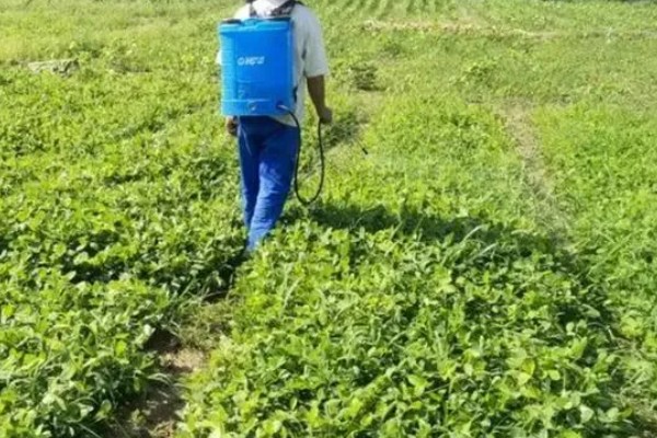 花生长出几片叶打除草剂,长出3片真叶、杂草处于2-4叶期适合打药