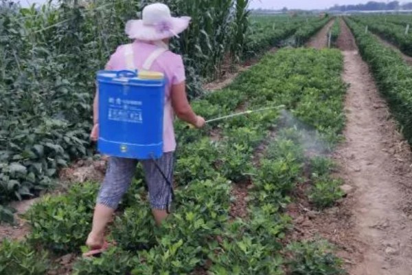 花生长出几片叶打除草剂,长出3片真叶、杂草处于2-4叶期适合打药