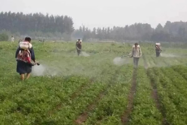 花生长出几片叶打除草剂,长出3片真叶、杂草处于2-4叶期适合打药