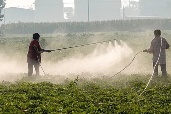 花生长出几片叶打除草剂,长出3片真叶、杂草处于2-4叶期适合打药