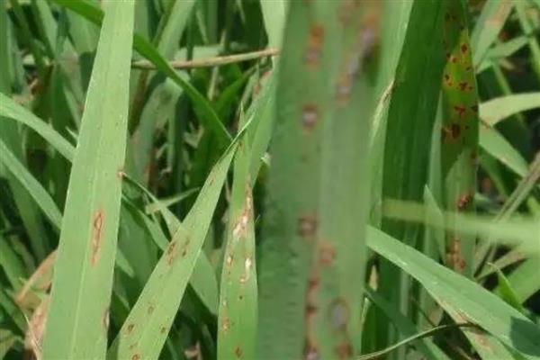 小麦重大病虫害怎么防控，不同病害的防治方法不同