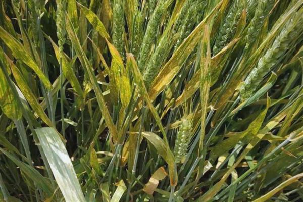 小麦重大病虫害怎么防控，不同病害的防治方法不同