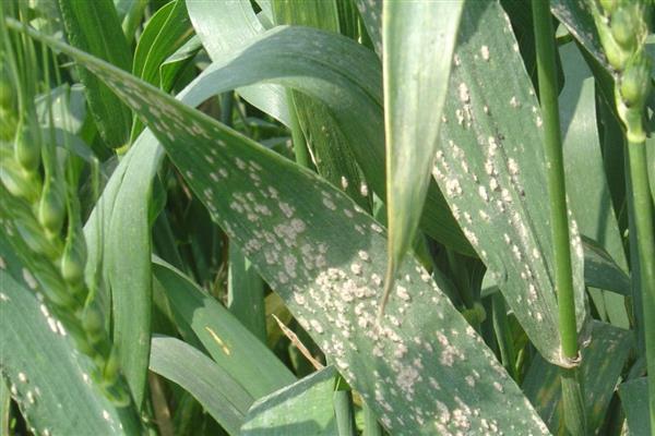 小麦重大病虫害怎么防控，不同病害的防治方法不同