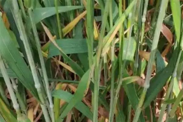 小麦重大病虫害怎么防控，不同病害的防治方法不同