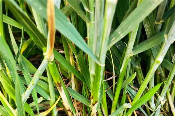 小麦重大病虫害怎么防控，不同病害的防治方法不同