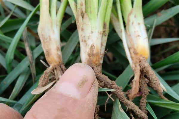 小麦重大病虫害怎么防控，不同病害的防治方法不同