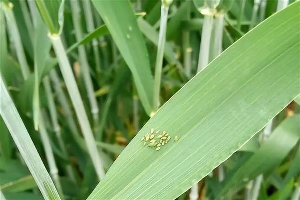 小麦重大病虫害怎么防控，不同病害的防治方法不同