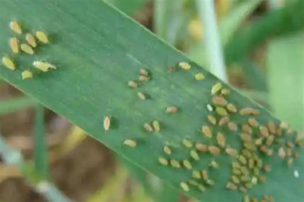 小麦重大病虫害怎么防控，不同病害的防治方法不同