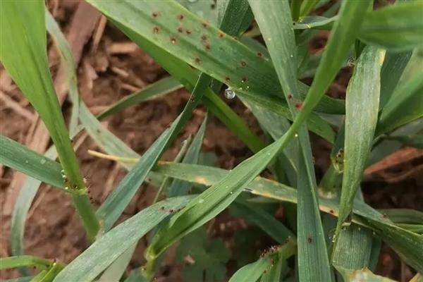 小麦重大病虫害怎么防控，不同病害的防治方法不同