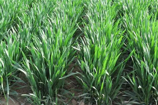 小麦重大病虫害怎么防控，不同病害的防治方法不同