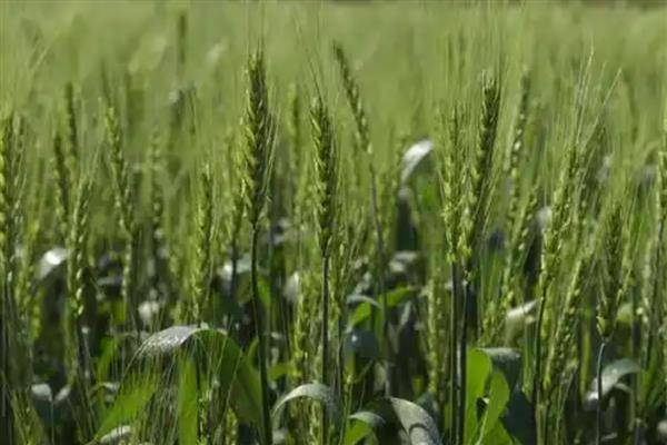 小麦重大病虫害怎么防控，不同病害的防治方法不同