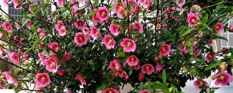 小木槿怎么修剪，生长期间将枝条剪短一半