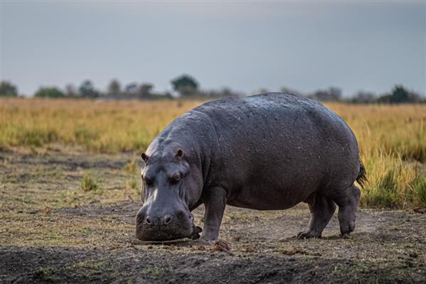 河马能不能打过鳄鱼，成年后战斗力比鳄鱼更高