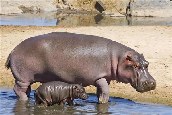 河马能不能打过鳄鱼，成年后战斗力比鳄鱼更高