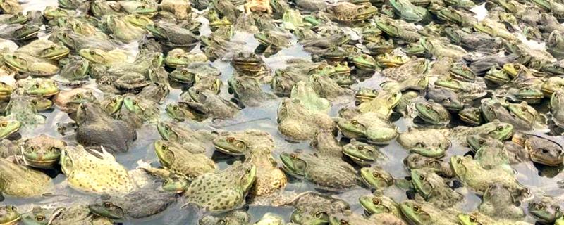 牛蛙喜欢生活在哪种环境中，喜欢生活在池塘、湖泊、沟港等水域