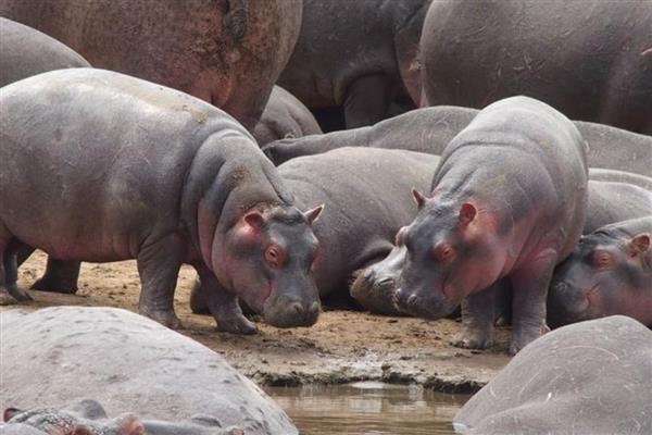 河马能不能打过鳄鱼，成年后战斗力比鳄鱼更高