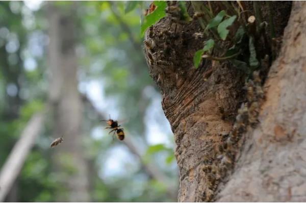 被蜜蜂蛰了是不是鸿运当头的征兆,属于迷信说法被蛰后应尽快处理