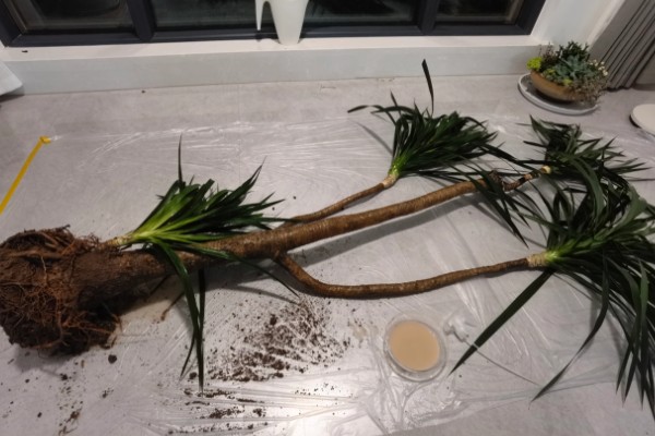 龙血树如何水插，选择双层的玻璃容器栽培