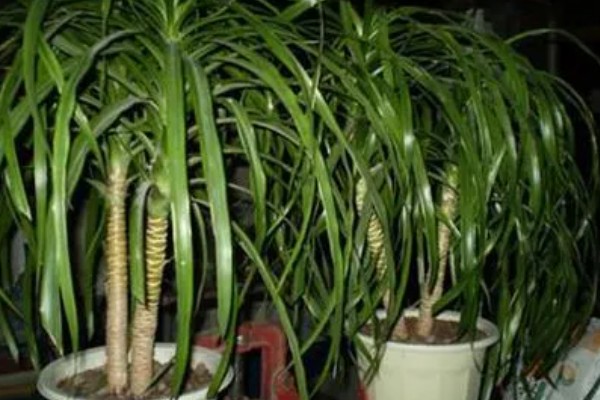 龙血树如何水插，选择双层的玻璃容器栽培