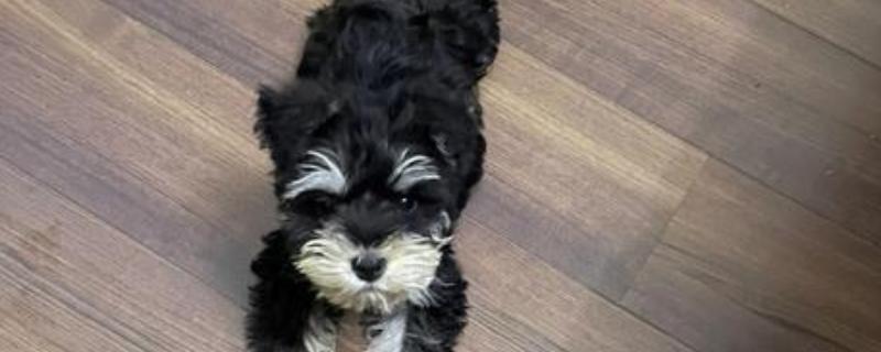 迷你雪纳瑞的急救措施，面对不同情况采取的措施不同