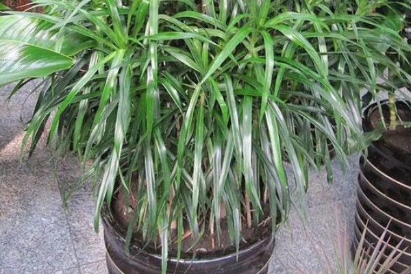 龙血树如何水插，选择双层的玻璃容器栽培