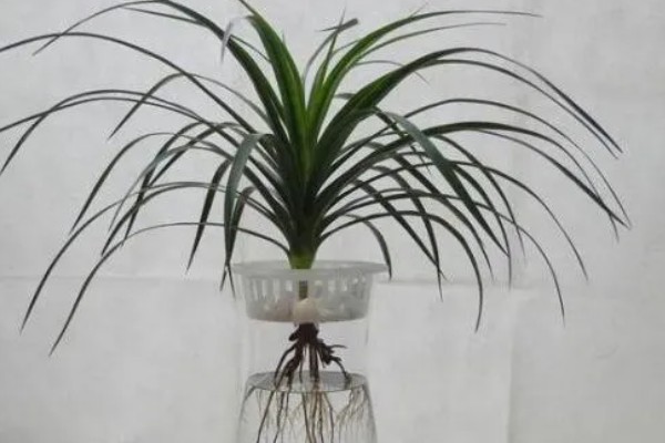 龙血树如何水插，选择双层的玻璃容器栽培