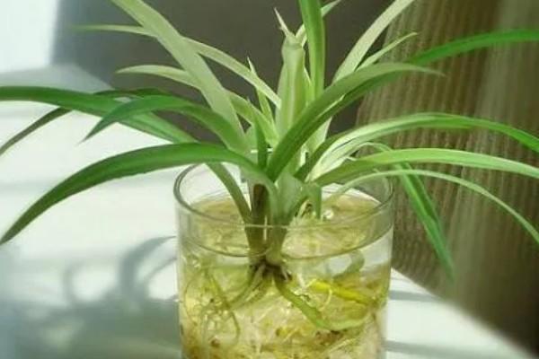 龙血树如何水插，选择双层的玻璃容器栽培