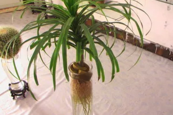 龙血树如何水插，选择双层的玻璃容器栽培