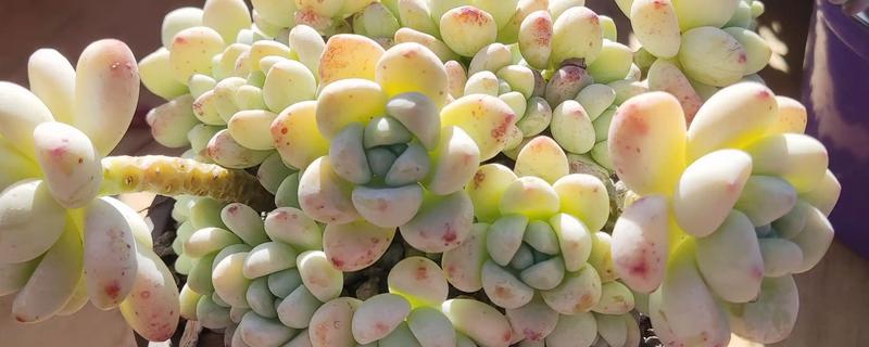 劳尔多肉怎么养殖，每隔10天左右浇一次水