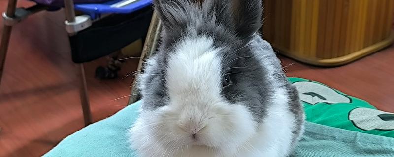 兔子养到卧室可以吗,最好不要养在卧室