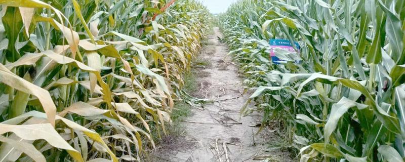 黄淮海抗锈病的玉米新品种，有MY73、陕科6号等