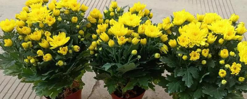 菊花的栽培养殖方法,幼苗期时需要少浇水