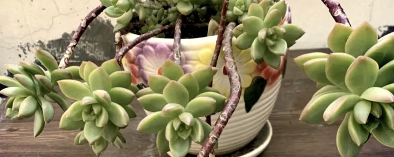 黄丽多肉化水如何处理，剪除化水部位经过消毒后再重栽