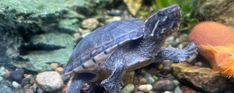 体长2厘米的麝香龟怎么喂养，多喂动物性饲料可促进发育