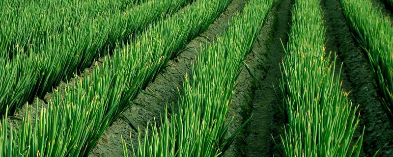 夏天怎么种葱不会死,大多采用播种的方式种植