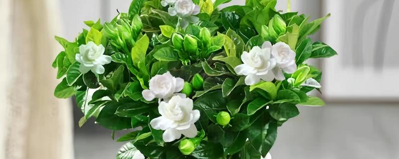 栀子花怕不怕晒，怕强光暴晒