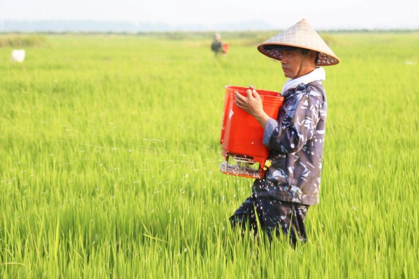 直播水稻的施肥技术，要根据水稻生长情况来施肥