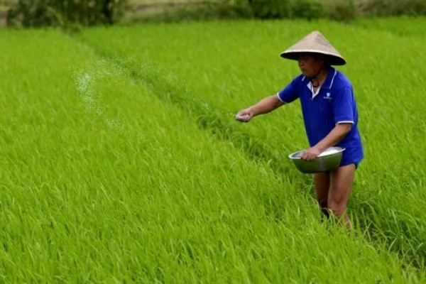 直播水稻的施肥技术，要根据水稻生长情况来施肥