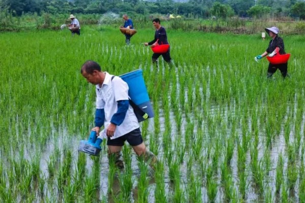 直播水稻的施肥技术，要根据水稻生长情况来施肥