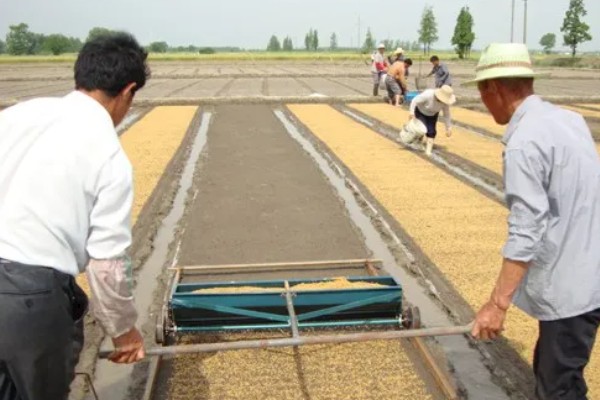 直播水稻的施肥技术，要根据水稻生长情况来施肥