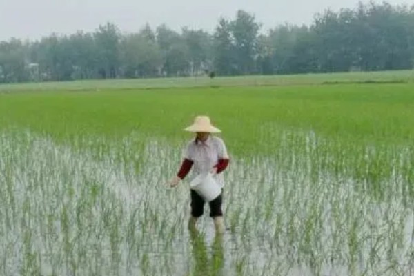 直播水稻的施肥技术，要根据水稻生长情况来施肥