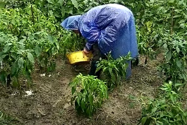 辣椒使用哪种肥料可提高产量，开花结果期喷施尿素和磷酸二氢钾
