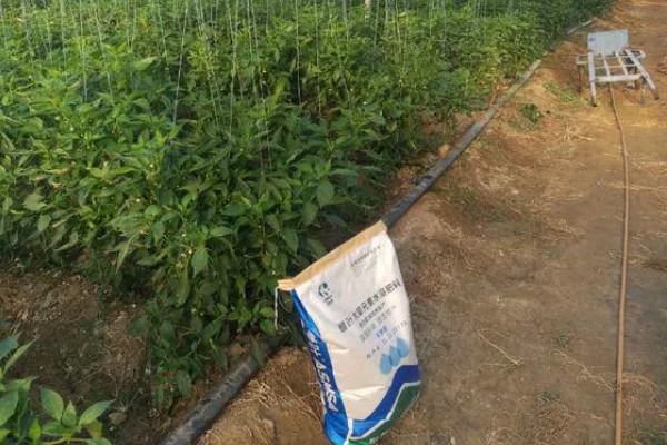 辣椒使用哪种肥料可提高产量，开花结果期喷施尿素和磷酸二氢钾