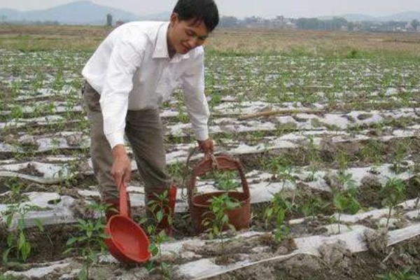 辣椒使用哪种肥料可提高产量，开花结果期喷施尿素和磷酸二氢钾