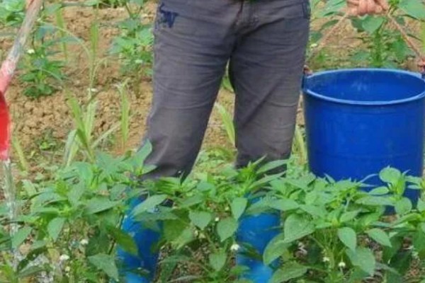 辣椒使用哪种肥料可提高产量，开花结果期喷施尿素和磷酸二氢钾