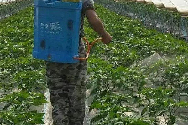 辣椒使用哪种肥料可提高产量，开花结果期喷施尿素和磷酸二氢钾